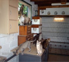 ecole du chat maursois 2